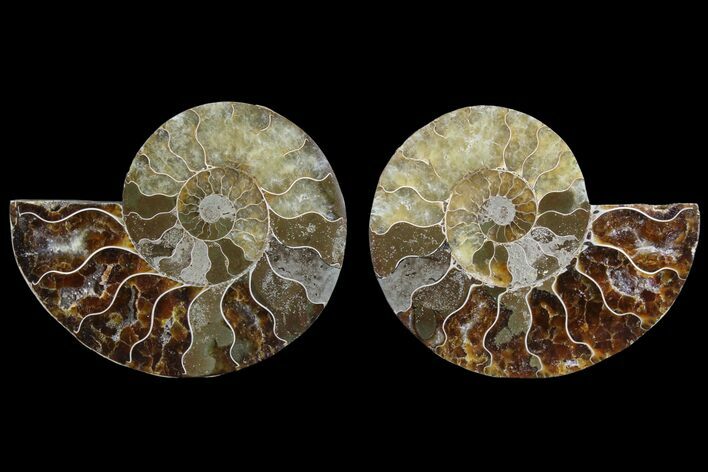 Cut & Polished Ammonite Fossil - Agatized #85224